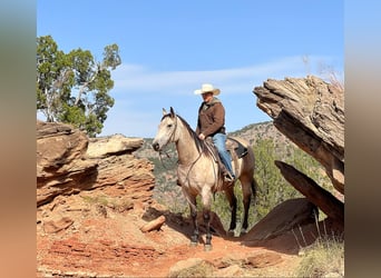 American Quarter Horse, Gelding, 5 years, 15,3 hh, Buckskin