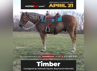 American Quarter Horse Mix, Gelding, 5 years, 15.3 hh, Chestnut