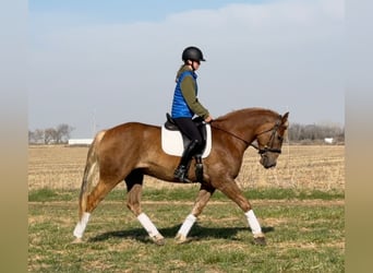 American Quarter Horse Mix, Gelding, 5 years, 15.3 hh, Chestnut