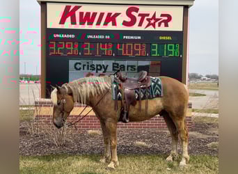 American Quarter Horse Mix, Gelding, 5 years, 15.3 hh, Chestnut