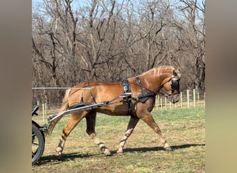 American Quarter Horse Mix, Gelding, 5 years, 15.3 hh, Chestnut