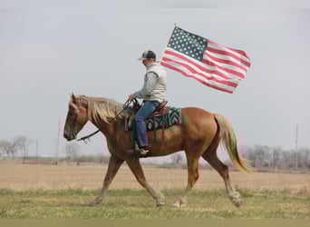 American Quarter Horse Mix, Gelding, 5 years, 15.3 hh, Chestnut