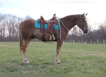 American Quarter Horse Mix, Gelding, 5 years, 15.3 hh, Chestnut