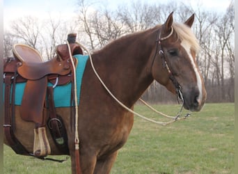 American Quarter Horse Mix, Gelding, 5 years, 15.3 hh, Chestnut
