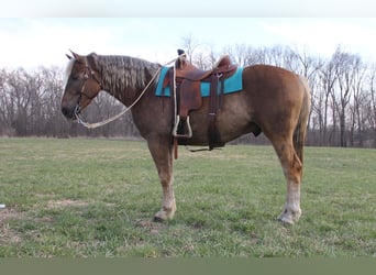 American Quarter Horse Mix, Gelding, 5 years, 15.3 hh, Chestnut