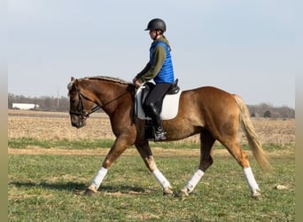 American Quarter Horse Mix, Gelding, 5 years, 15.3 hh, Chestnut