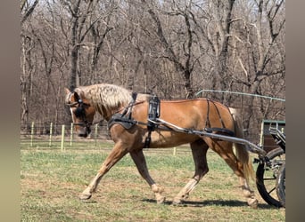 American Quarter Horse Mix, Gelding, 5 years, 15.3 hh, Chestnut