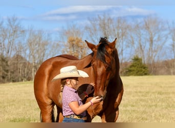 American Quarter Horse, Gelding, 5 years, 15.3 hh, Dun