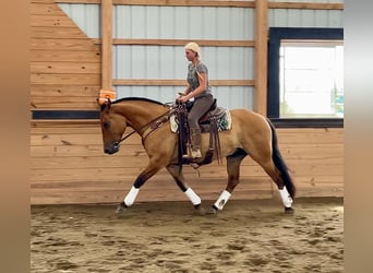 American Quarter Horse Mix, Gelding, 5 years, 15,3 hh, Dun