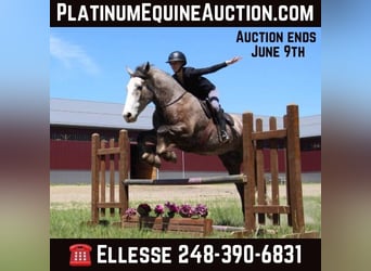 American Quarter Horse, Gelding, 5 years, 15.3 hh, Gray-Dapple