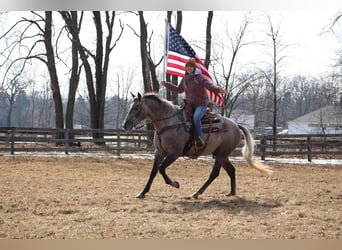 American Quarter Horse, Gelding, 5 years, 15.3 hh, Gray