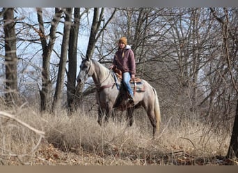 American Quarter Horse, Gelding, 5 years, 15.3 hh, Gray