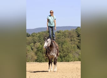 American Quarter Horse, Gelding, 5 years, 15,3 hh, Gray