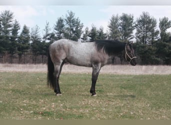 American Quarter Horse, Wallach, 5 Jahre, 15,3 hh, Grullo