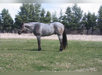 American Quarter Horse, Wallach, 5 Jahre, 15,3 hh, Grullo