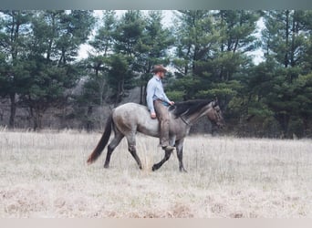 American Quarter Horse, Wallach, 5 Jahre, 15,3 hh, Grullo