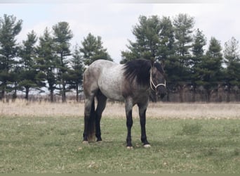 American Quarter Horse, Wallach, 5 Jahre, 15,3 hh, Grullo