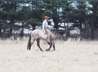 American Quarter Horse, Wallach, 5 Jahre, 15,3 hh, Grullo