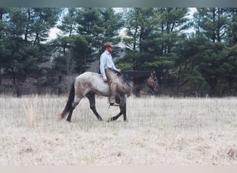 American Quarter Horse, Wallach, 5 Jahre, 15,3 hh, Grullo