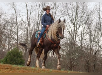 American Quarter Horse Mix, Gelding, 5 years, 15,3 hh, Palomino