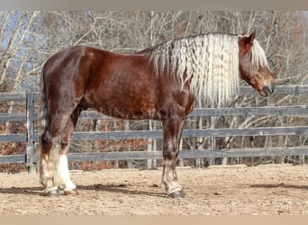 American Quarter Horse Mix, Gelding, 5 years, 15,3 hh, Palomino