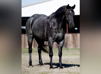 American Quarter Horse, Gelding, 5 years, 15,3 hh, Roan-Blue