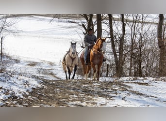 American Quarter Horse, Gelding, 5 years, 15.3 hh, Sorrel