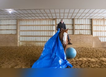 American Quarter Horse, Gelding, 5 years, 15.3 hh, Sorrel
