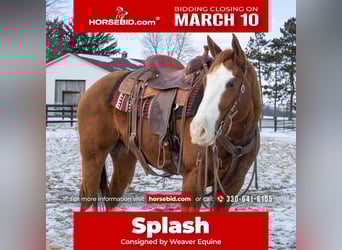 American Quarter Horse, Gelding, 5 years, 15.3 hh, Sorrel