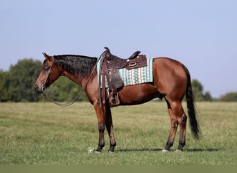 American Quarter Horse, Gelding, 5 years, 15 hh, Bay