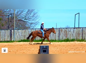 American Quarter Horse, Gelding, 5 years, 15 hh, Bay