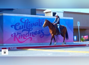 American Quarter Horse, Gelding, 5 years, 15 hh, Bay