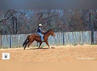 American Quarter Horse, Gelding, 5 years, 15 hh, Bay