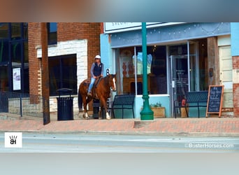 American Quarter Horse, Gelding, 5 years, 15 hh, Bay