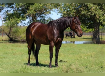 American Quarter Horse, Gelding, 5 years, 15 hh, Bay