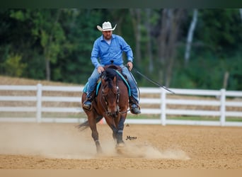 American Quarter Horse, Gelding, 5 years, 15 hh, Bay