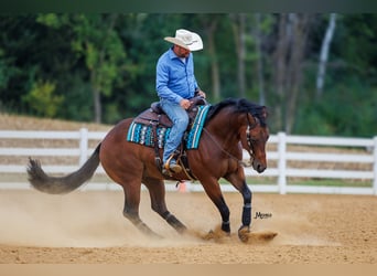 American Quarter Horse, Gelding, 5 years, 15 hh, Bay