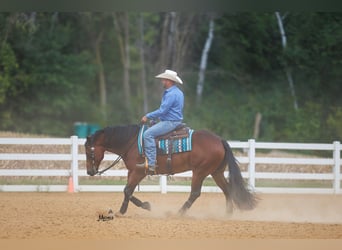 American Quarter Horse, Gelding, 5 years, 15 hh, Bay