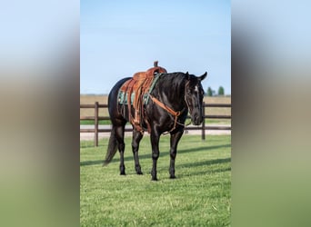 American Quarter Horse, Gelding, 5 years, 15 hh, Black