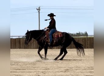 American Quarter Horse, Gelding, 5 years, 15 hh, Black