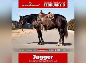 American Quarter Horse, Gelding, 5 years, 15 hh, Black