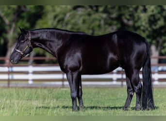 American Quarter Horse, Gelding, 5 years, 15 hh, Black