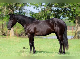American Quarter Horse, Gelding, 5 years, 15 hh, Black