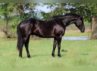 American Quarter Horse, Gelding, 5 years, 15 hh, Black