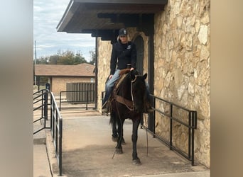 American Quarter Horse, Gelding, 5 years, 15 hh, Black