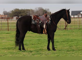 American Quarter Horse, Gelding, 5 years, 15 hh, Black