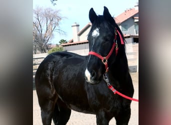 American Quarter Horse, Gelding, 5 years, 15 hh, Black