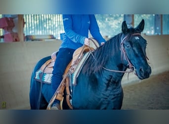 American Quarter Horse, Gelding, 5 years, 15 hh, Black