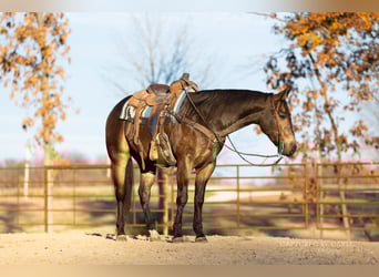 American Quarter Horse, Gelding, 5 years, 15 hh, Buckskin