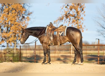 American Quarter Horse, Gelding, 5 years, 15 hh, Buckskin